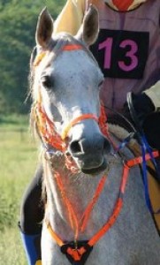 Obrazek